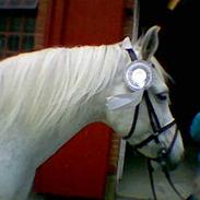 Connemara Dorthealyst Cayenne .