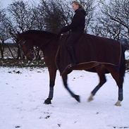 Dansk Varmblod Lykeion