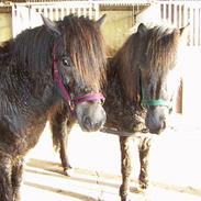 Islænder Kolfinnur Gudenådalen