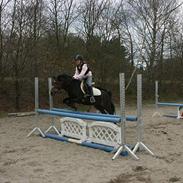 Welsh Mountain (sec A) lyngvejens rosita