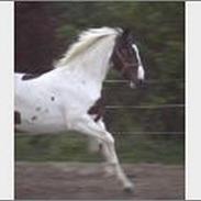 Pinto hoelgårdens cantate