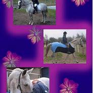 Dansk Varmblod smukke Luthien