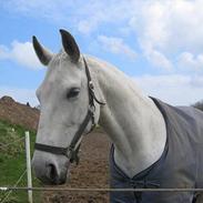 Dansk Varmblod smukke Luthien