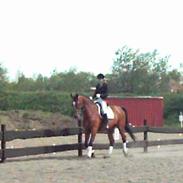 Dansk Varmblod Lykeion