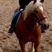 Haflinger Rico