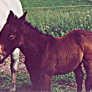 Shagya Araber (SH) koheil Barthahus<3