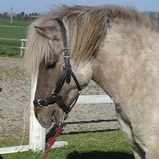 Islænder Silfurfaxi