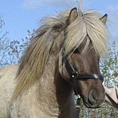 Islænder Silfurfaxi