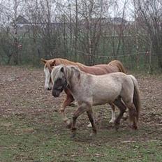 Islænder Silfurfaxi