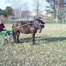 Gotlandsruss Marco-Polo DØD