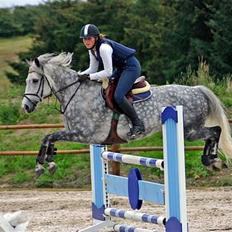 Anden særlig race Misty Way "Tommy" (solgt)