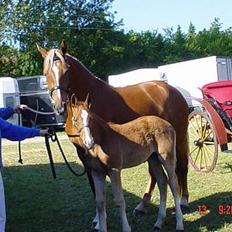 Frederiksborg B.C. Sedna af Nordmarken