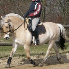 Fjordhest Vesters pyrus