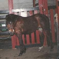 New Forest Cooper  "EFTERLYSNING"