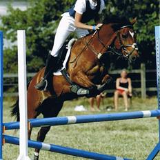 New Forest Kvægenbjergs Scheik RIP