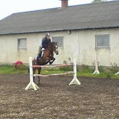 New Forest Kvægenbjergs Scheik RIP