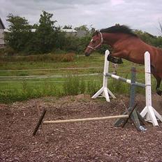 New Forest Kvægenbjergs Scheik RIP