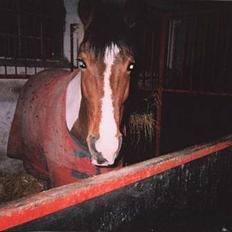 Pinto Indira Lucy
