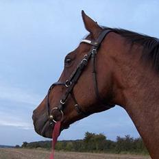 Dansk Varmblod Højvangs Lumina *RIP*