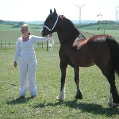 Welsh Cob (sec D) Lillelunds D'Artagnan