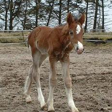Welsh Cob (sec D) Lillelunds D'Artagnan