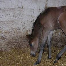 Anden særlig race Miss Katie 