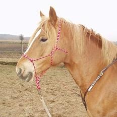 Anden særlig race Campari