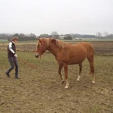 Anden særlig race Campari