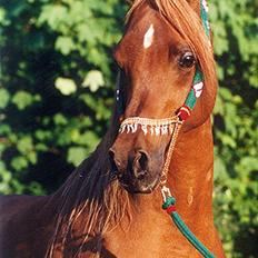 Arabisk fuldblod (OX) Wish Me Luck (SCID - fri)