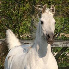 Arabisk fuldblod (OX) Sawannah SCID/CA fri