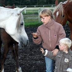 Arabisk fuldblod (OX) Sherifa SCID/CA fri