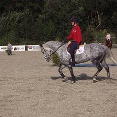 Anden særlig race Misty Way "Tommy" (solgt)