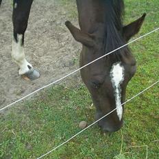 Oldenborg Come back Jack