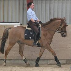 Palomino Sun-Z   *Drømmehesten*