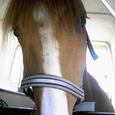 Anden særlig race Strejfer