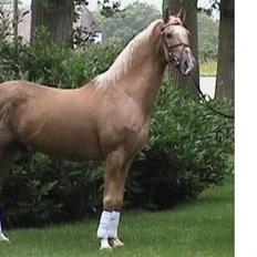 Palomino EPAH 54 Golden Benjamin