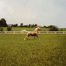 Palomino EPAH 54 Golden Benjamin