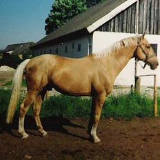 Palomino EPAH 54 Golden Benjamin
