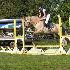 Fjordhest Vængets Liza