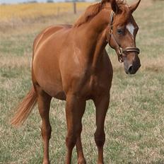 Dansk Varmblod Bernique.