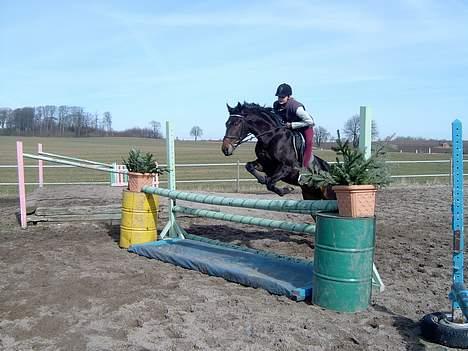 Connemara Bundgaards hingst billede 9