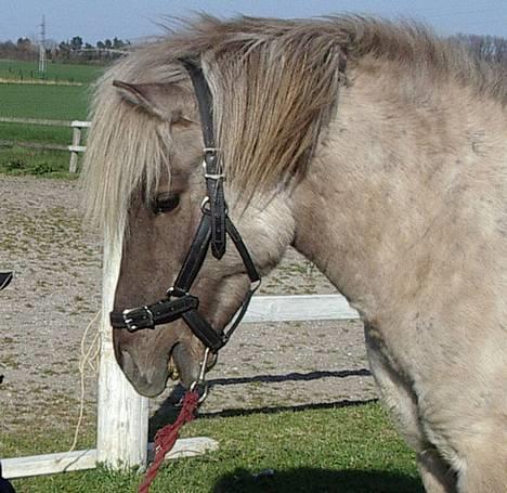 Islænder Silfurfaxi - Smukke Silfurfaxi  billede 1