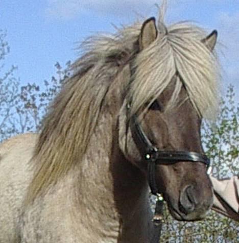 Islænder Silfurfaxi - Jeg bruger klikkertræning billede 2