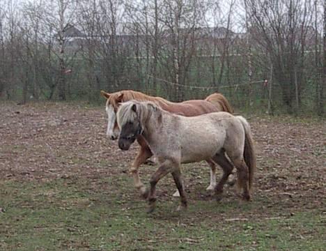 Islænder Silfurfaxi billede 3