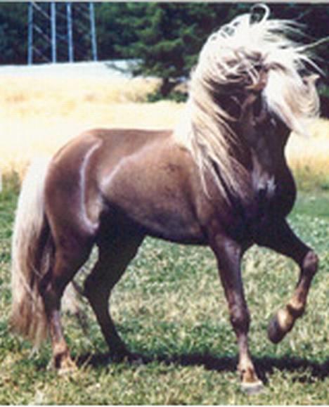 Islænder Silfurfaxi - Silfurfaxi´s far Silfurmani billede 4