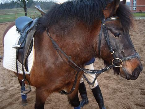 Anden særlig race Lucky - Fin skal man være billede 1