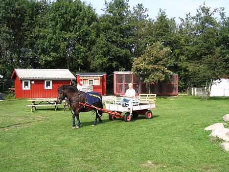 Anden særlig race Lucky - jaaa her er jeg  så ude at køre med min vogn billede 4
