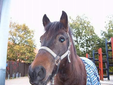 Anden særlig race Lucky billede 5