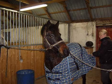 Anden særlig race Lucky - hov hvad laver du??? billede 6