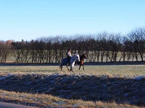 Anden særlig race Lucky billede 8